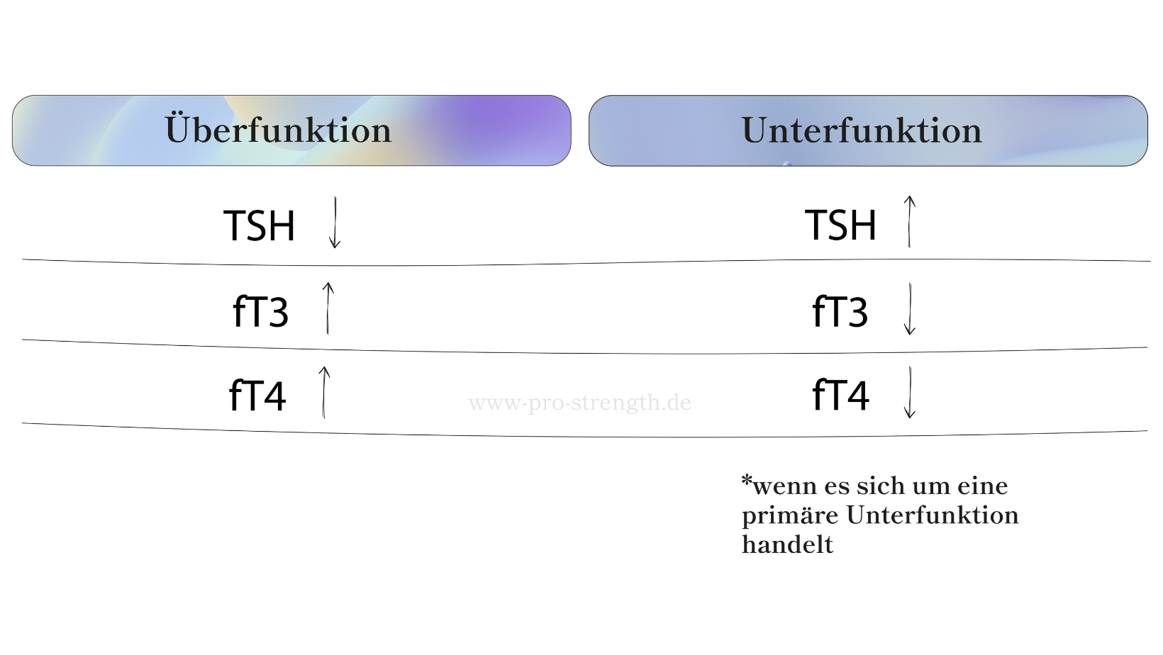 schilddrüsenunterfunktion_schilddrüsenüberfunktion_schilddrüsenstörung_schilddrüse_pro strength