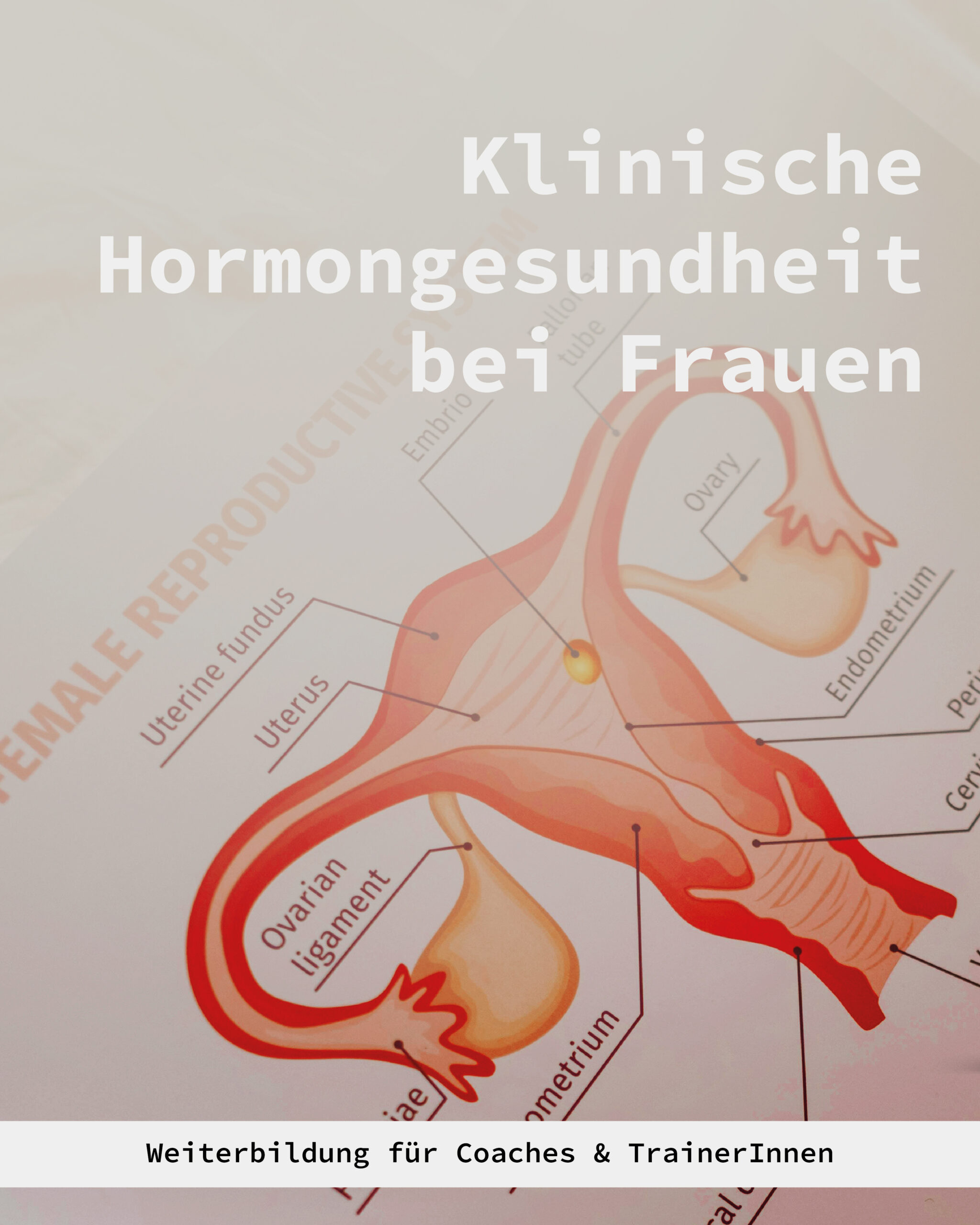 Weiterbildung: Klinische Hormongesundheit bei Frauen
